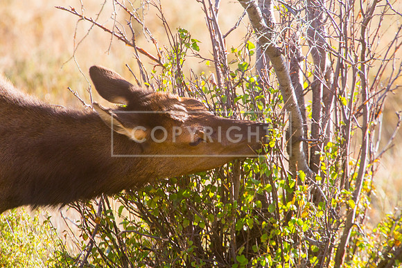 IMG_0718-Edit