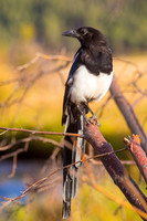 Nature/Wildlife