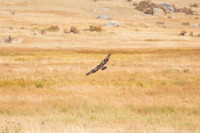 IMG_0599-Edit -2