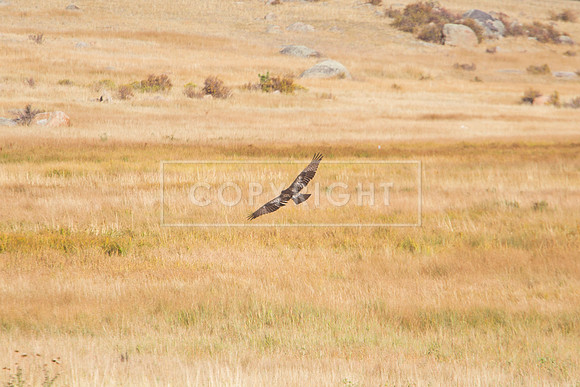 IMG_0599-Edit -2
