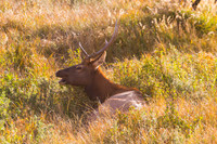 IMG_0740-Edit