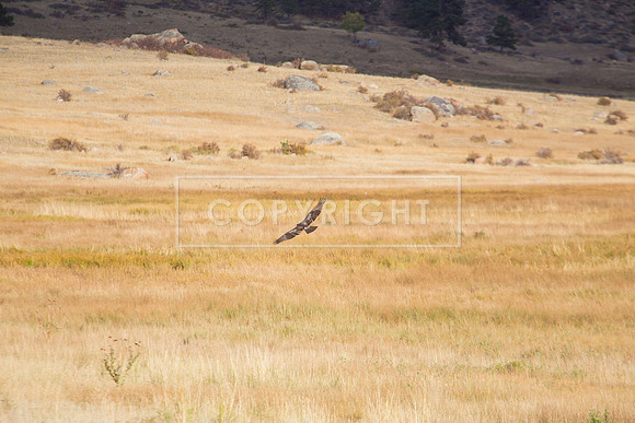 IMG_0599-Edit