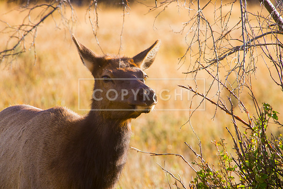 IMG_0716-Edit